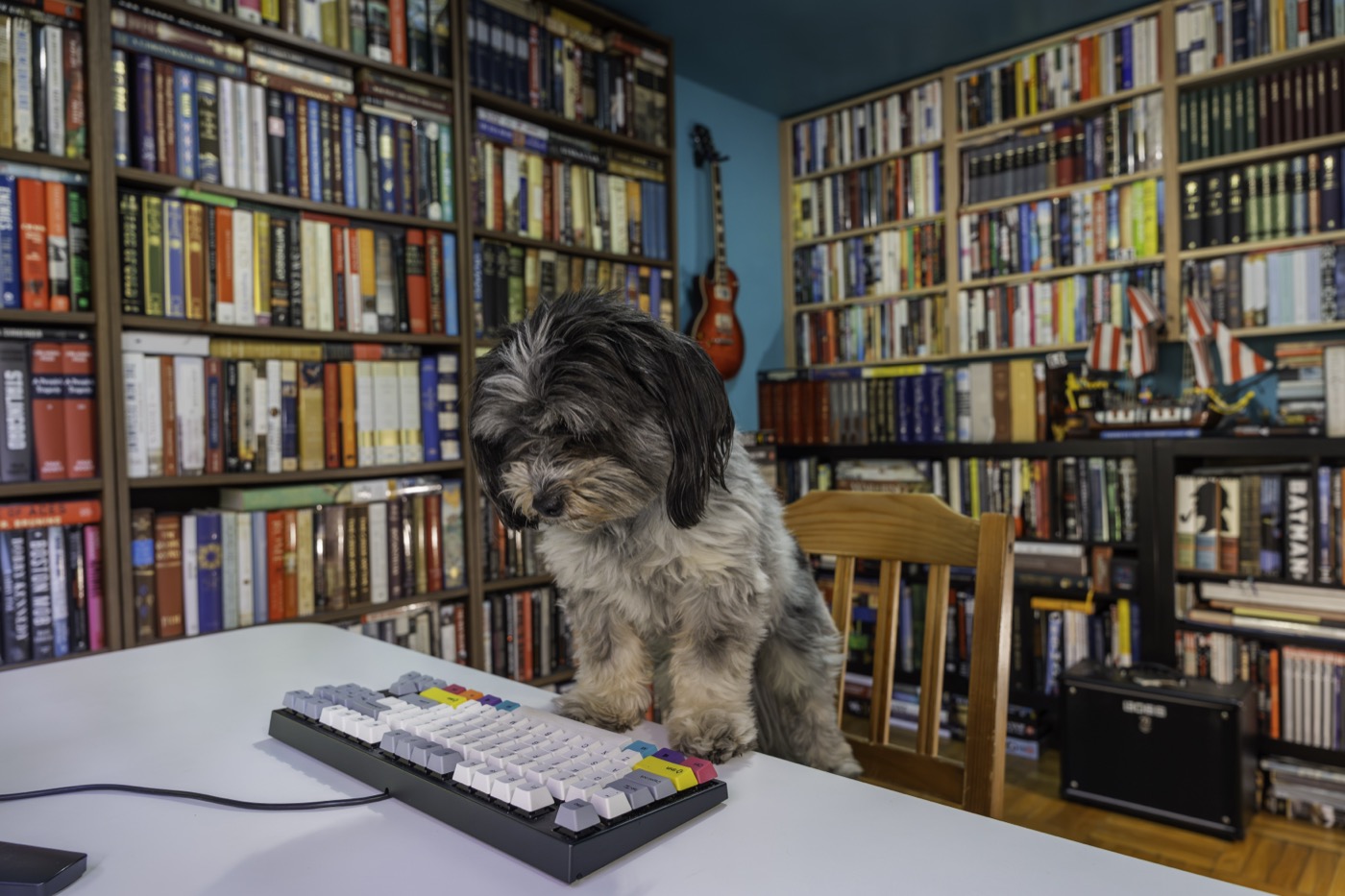 Matt Billingsly's home library with Rufus